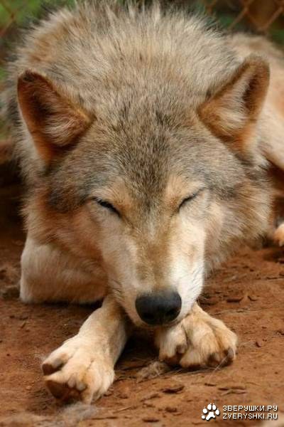 ����� (15 ����������)