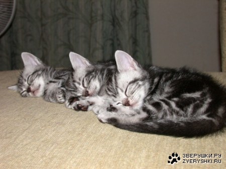 ������� ������ (16 ����)