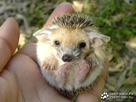 ������ ���� ;)