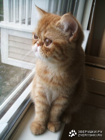 ��� �� ��� �������?!