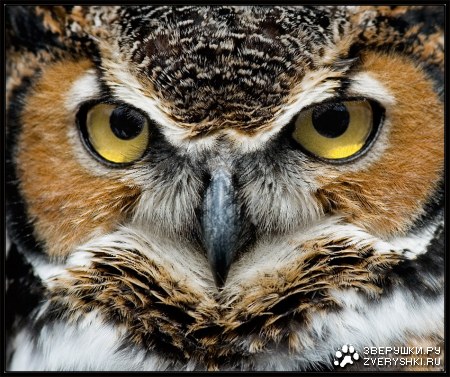 ������������� ������!