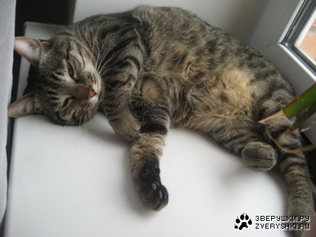 ������� (4 ����������)