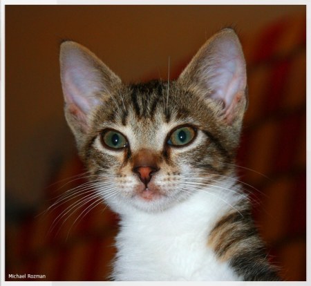 ������ �������