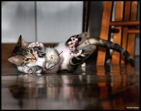 ������ �������