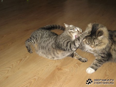 �� ����� ;)