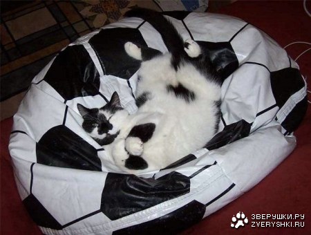 ������� ��� :)