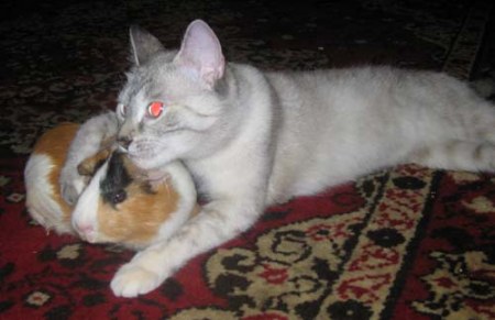 ������� ������ (5 ����)