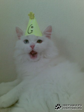 � � ��� ���������! (3 ����)