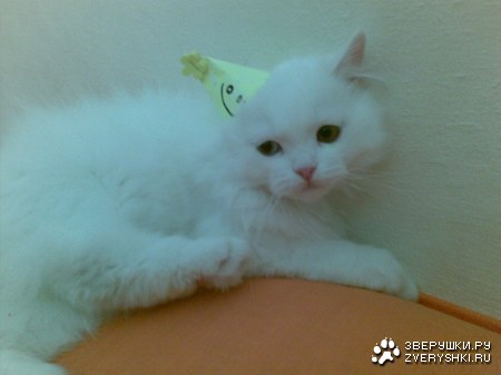 � � ��� ���������! (3 ����)