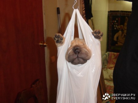 ����������, ������! :)