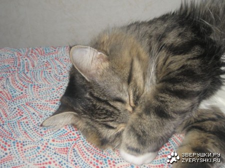 ��� ��� (5 ����������)