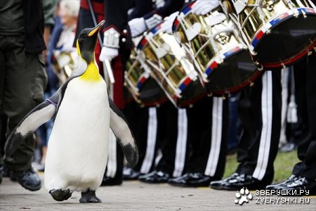 ����������� ������� ����� ���� III