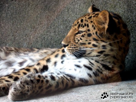 ������� � ��� ;)