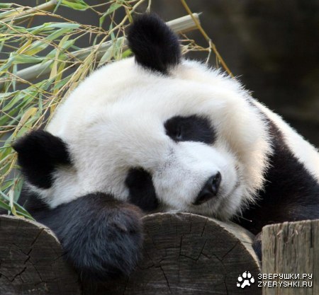 ���� ������� �������... :)