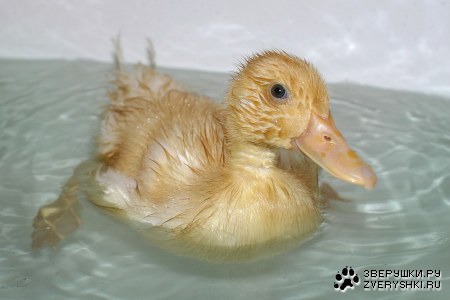 � � ����� �������� ;)