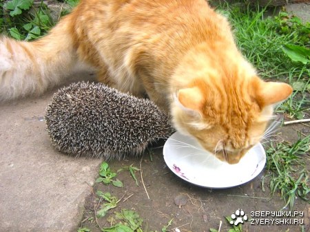 �������� � ������ ������� ;)