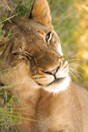 �������� (23 ����������)