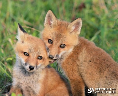 ������� ���! :)