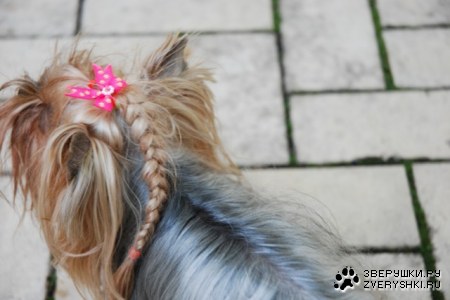 ������� (3 ����)