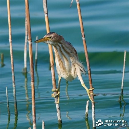 � ���� �� ������� ;)