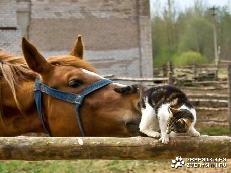 ��� ������������ :)