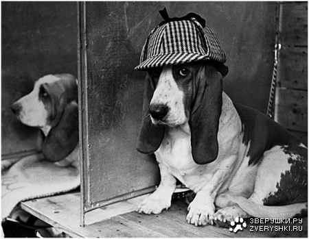 ������� �������� (11 ����)