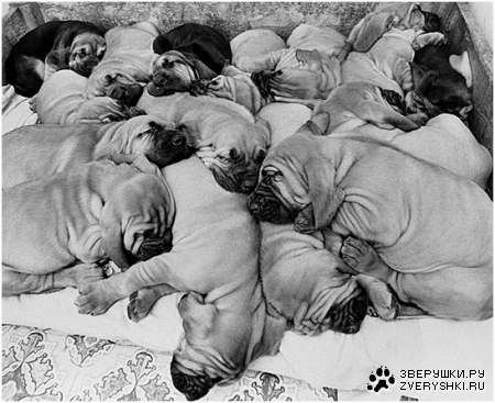 ������� �������� (11 ����)