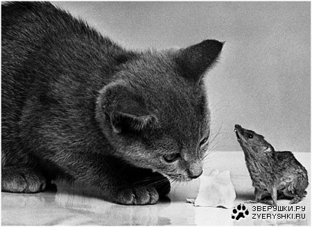 ������� �������� (11 ����)