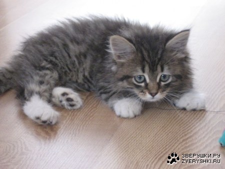 �������� �������...