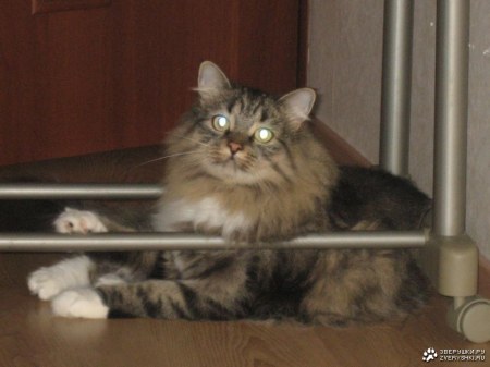 �������� �������...