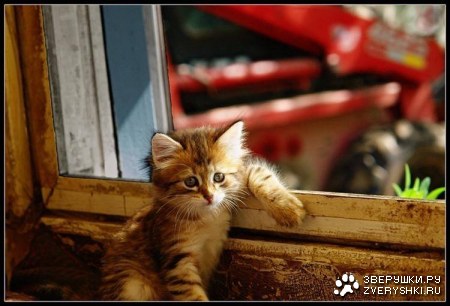 ���� ���, ������... :)