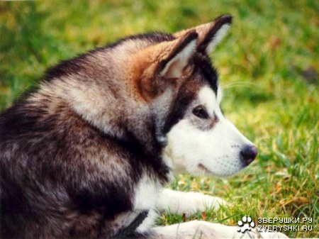 ����� (9 �������� ����)