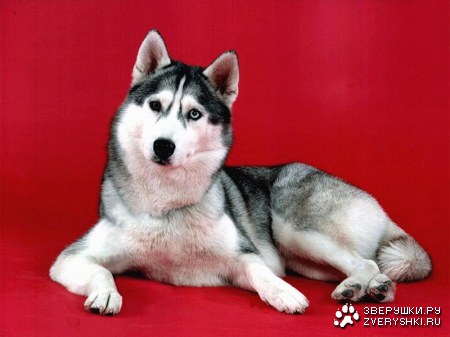 ����� (9 �������� ����)