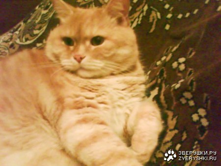 ��� �����