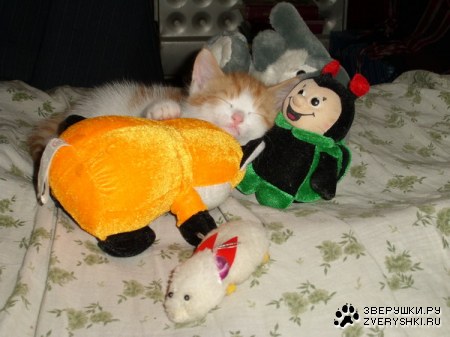 ���� ������� �������, ������ ����...