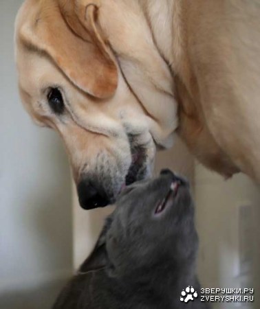 ������� ������ (8 ����)