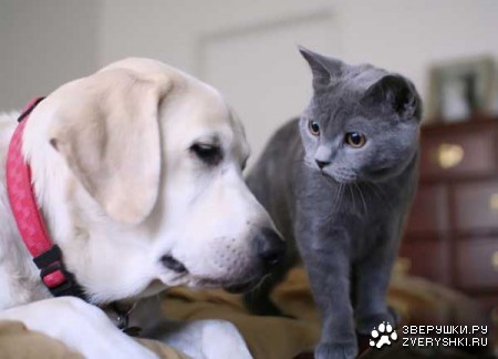 ������� ������ (8 ����)