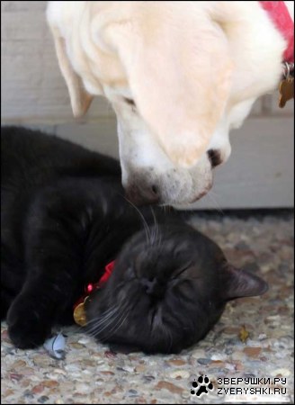 ������� ������ (8 ����)