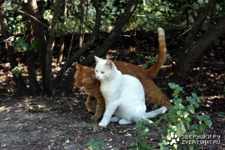 ��� ������... :)