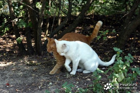 ��� ������... :)