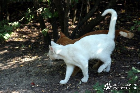 ��� ������... :)