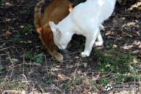 ��� ������... :)