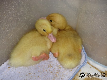 ���� � ����� :)