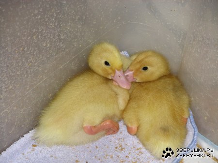 ���� � ����� :)