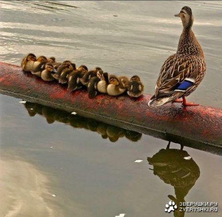 ������� ��������� ;)