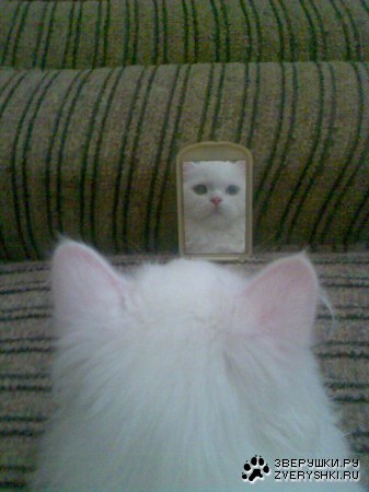 ������� ���� ( 14 ����)