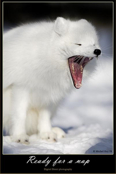 ������� (10 ����������)