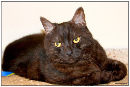 ��� ������