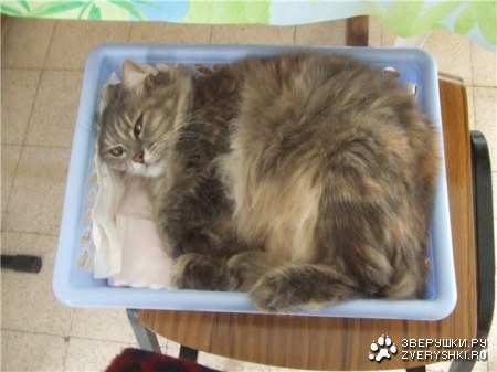 ������� �������� :)