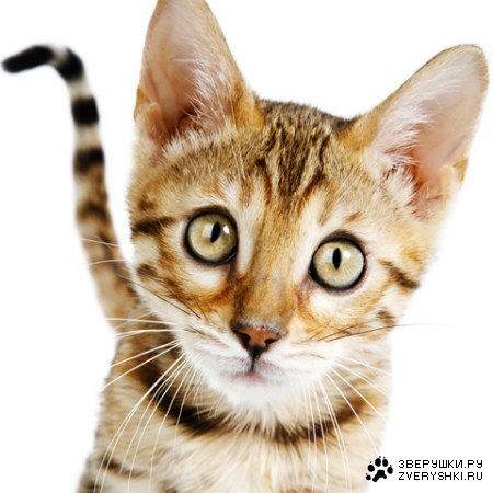 ����������� ���������� �� Steve Hoskins (8 ����)